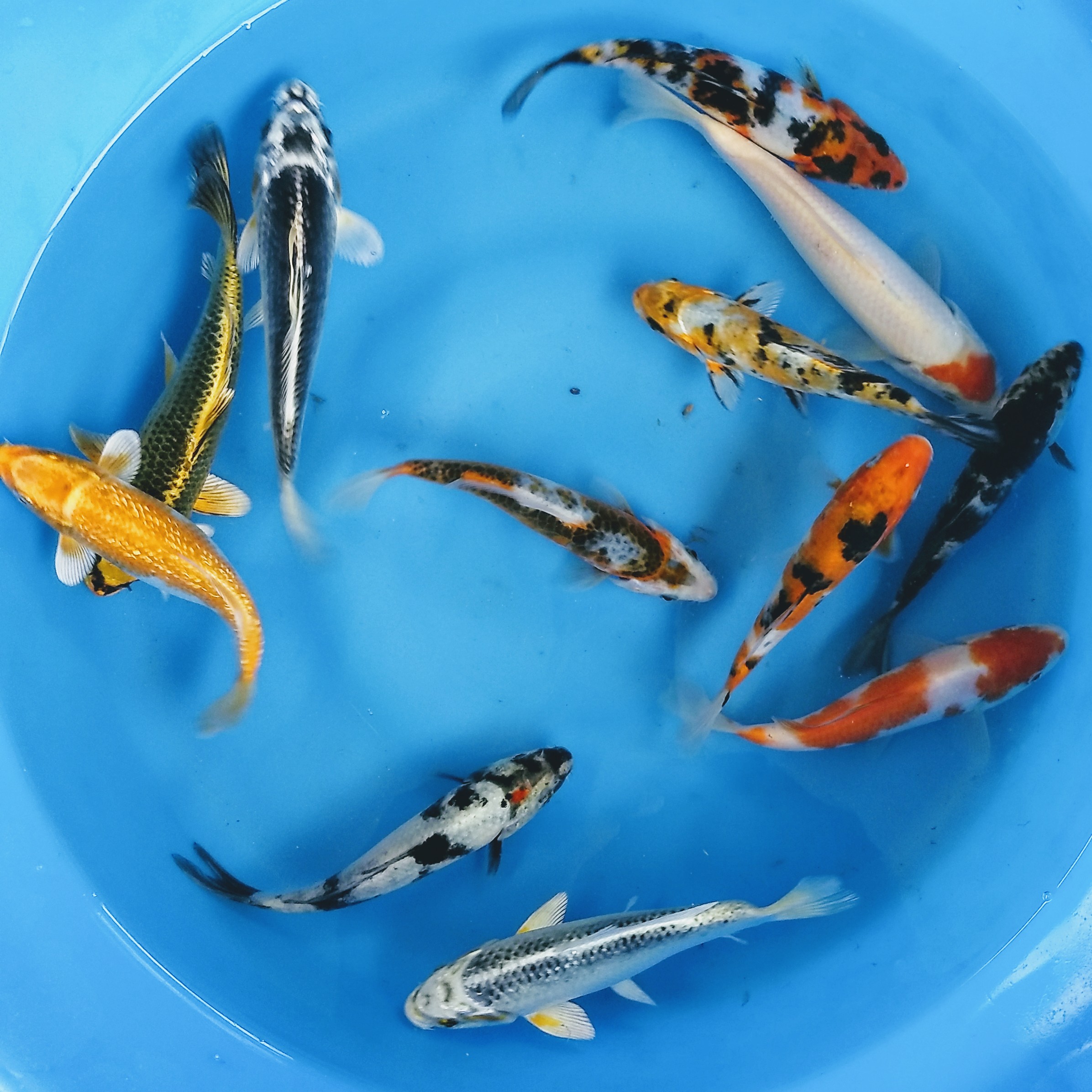 Choice Grade Package, Koi Fish For Sale